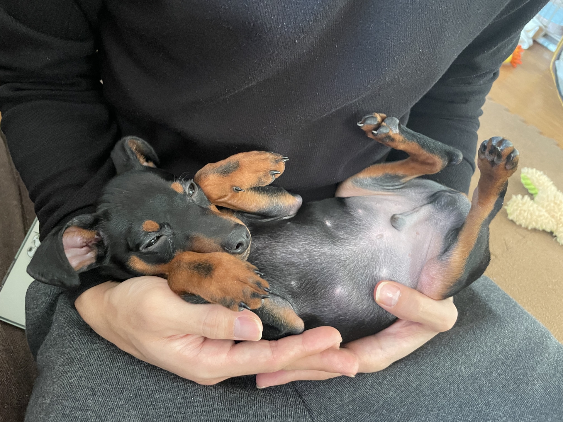 飼い主の膝の上で仰向けに抱っこされるミニチュアピンシャー