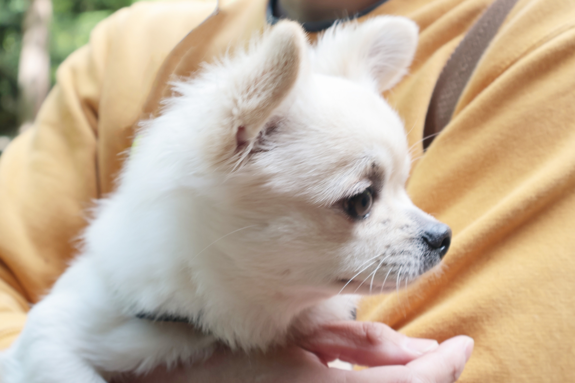 飼い主に抱かれるチワワ