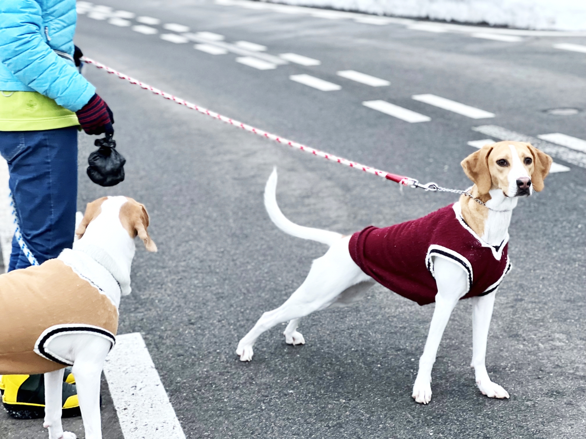 車道を散歩する2匹の犬