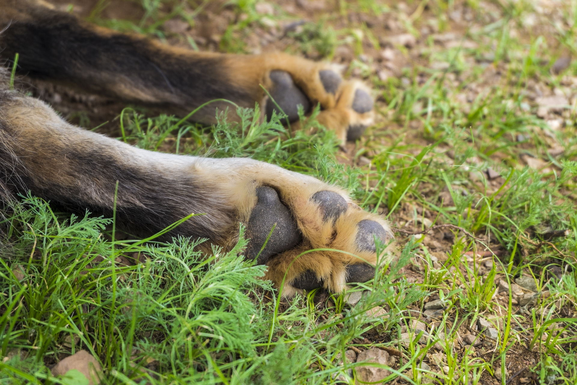 野原の上にある犬の後ろ足