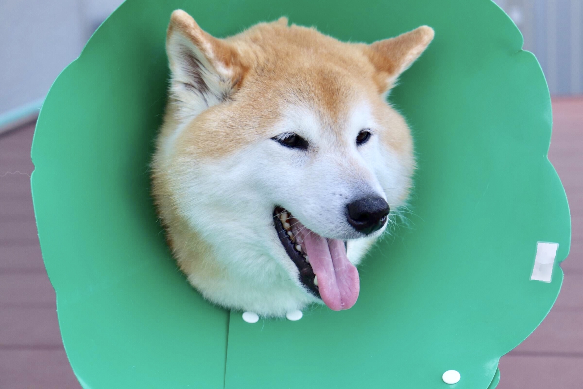 緑のカラーをつけた柴犬