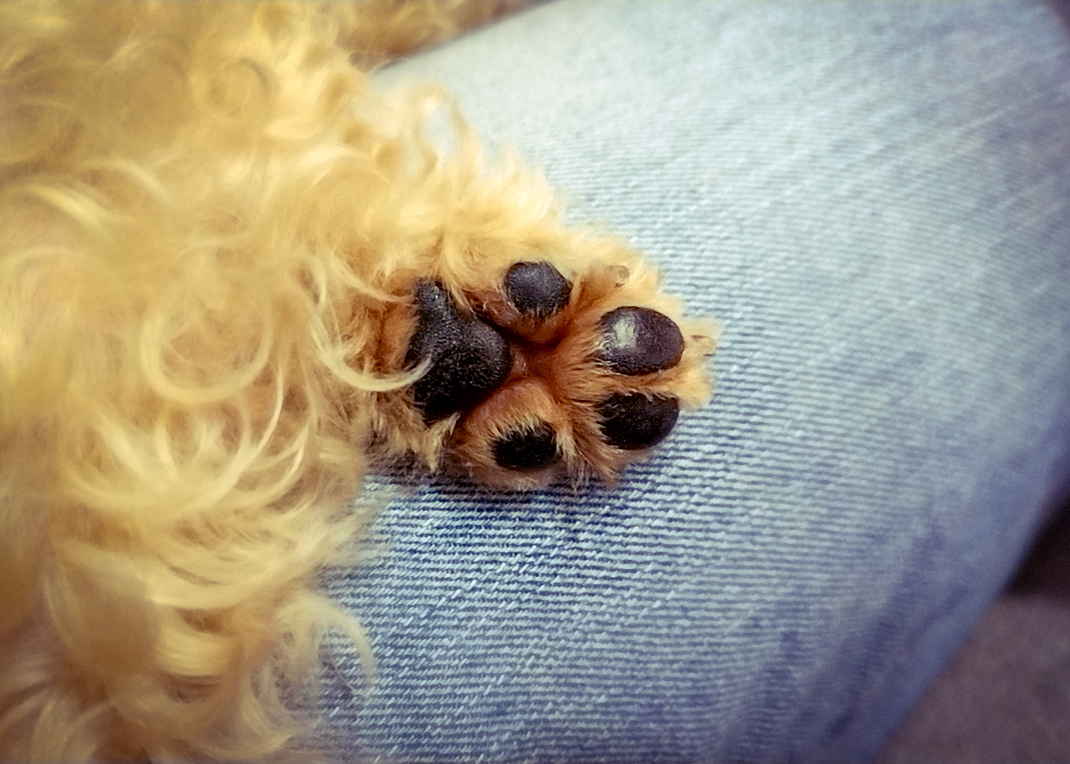 人間の足の上に置かれる犬の足