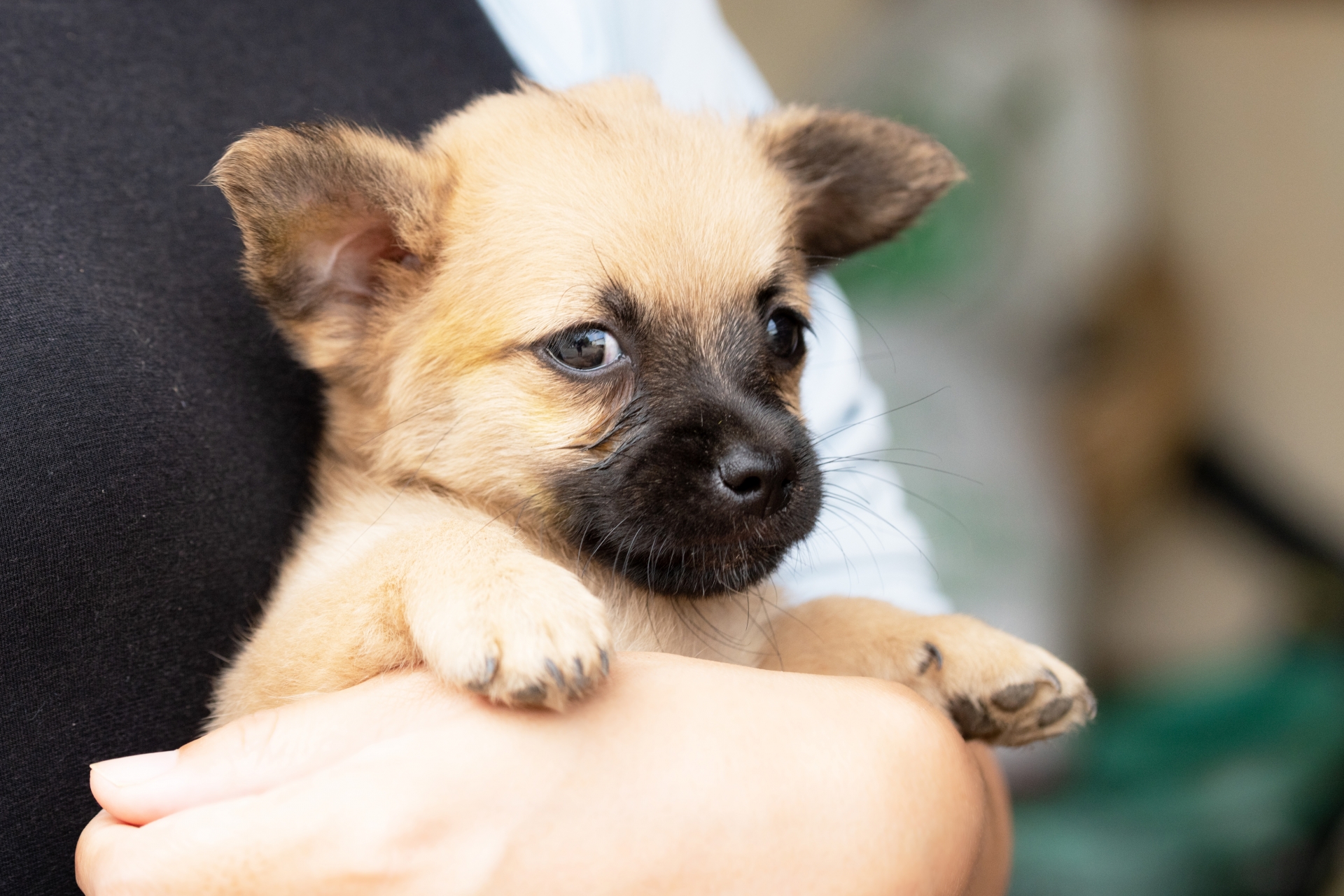 飼い主に抱っこされる子犬