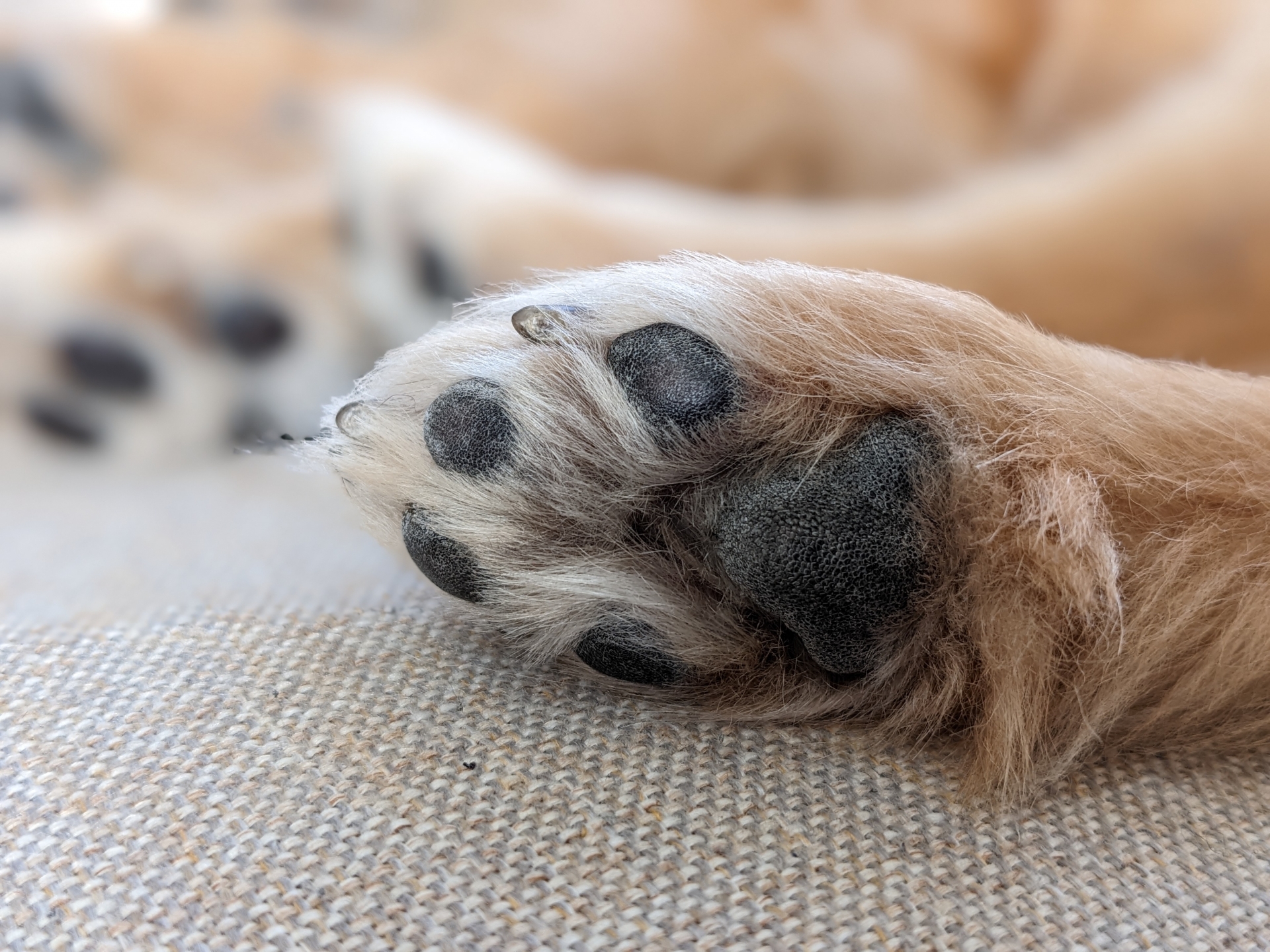 ソファの上に寝ている犬の肉球