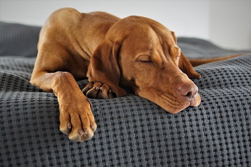 ソファの上で眠る犬