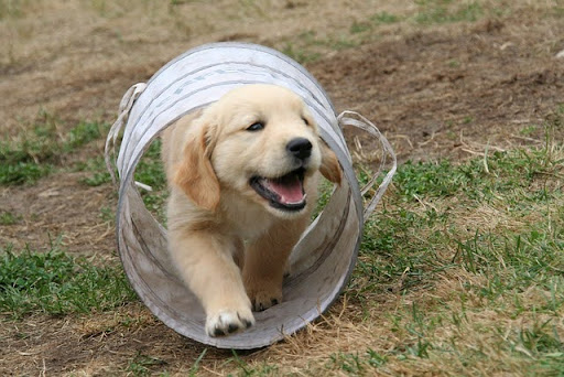 トンネルのおもちゃから出てくる子犬