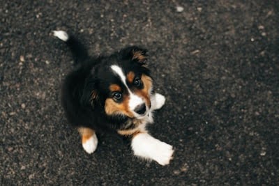 上を見上げて手をかけようとする子犬