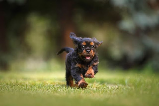 野原をかけてくる黒い子犬