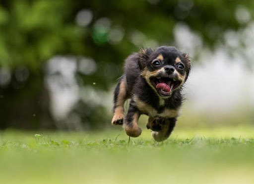 野原をこちらにかけてくる子犬
