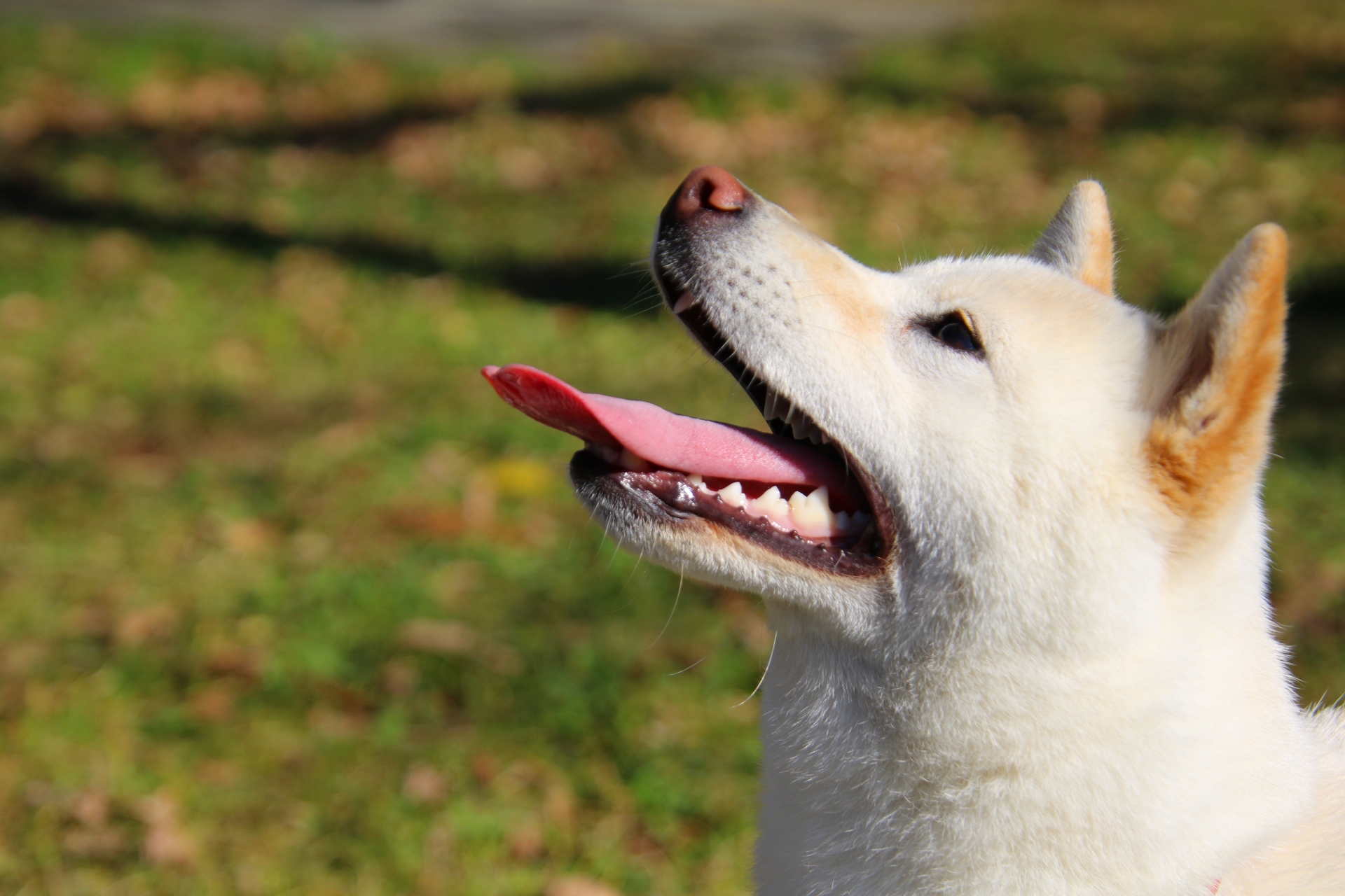 舌を出して上を見上げる犬