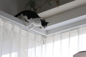 カーテンレールからジャンプしようとする猫