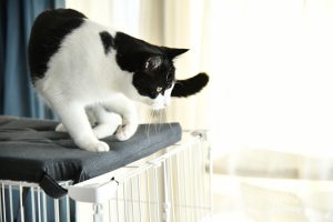 ケージの上から飛び降りようとする猫
