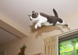 カーテンレールからジャンプする猫