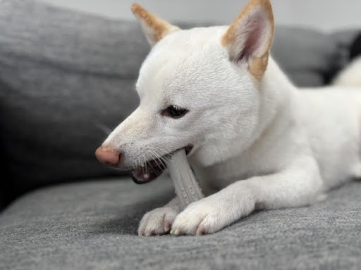 ソファでおもちゃをかじる犬