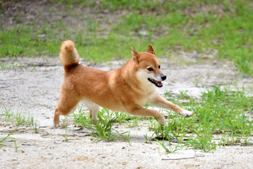 外をかけまわる柴犬