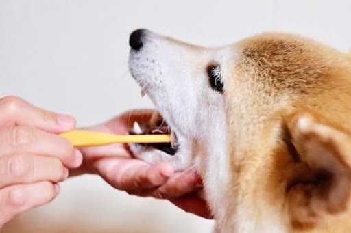 飼い主に歯を磨いてもらう柴犬