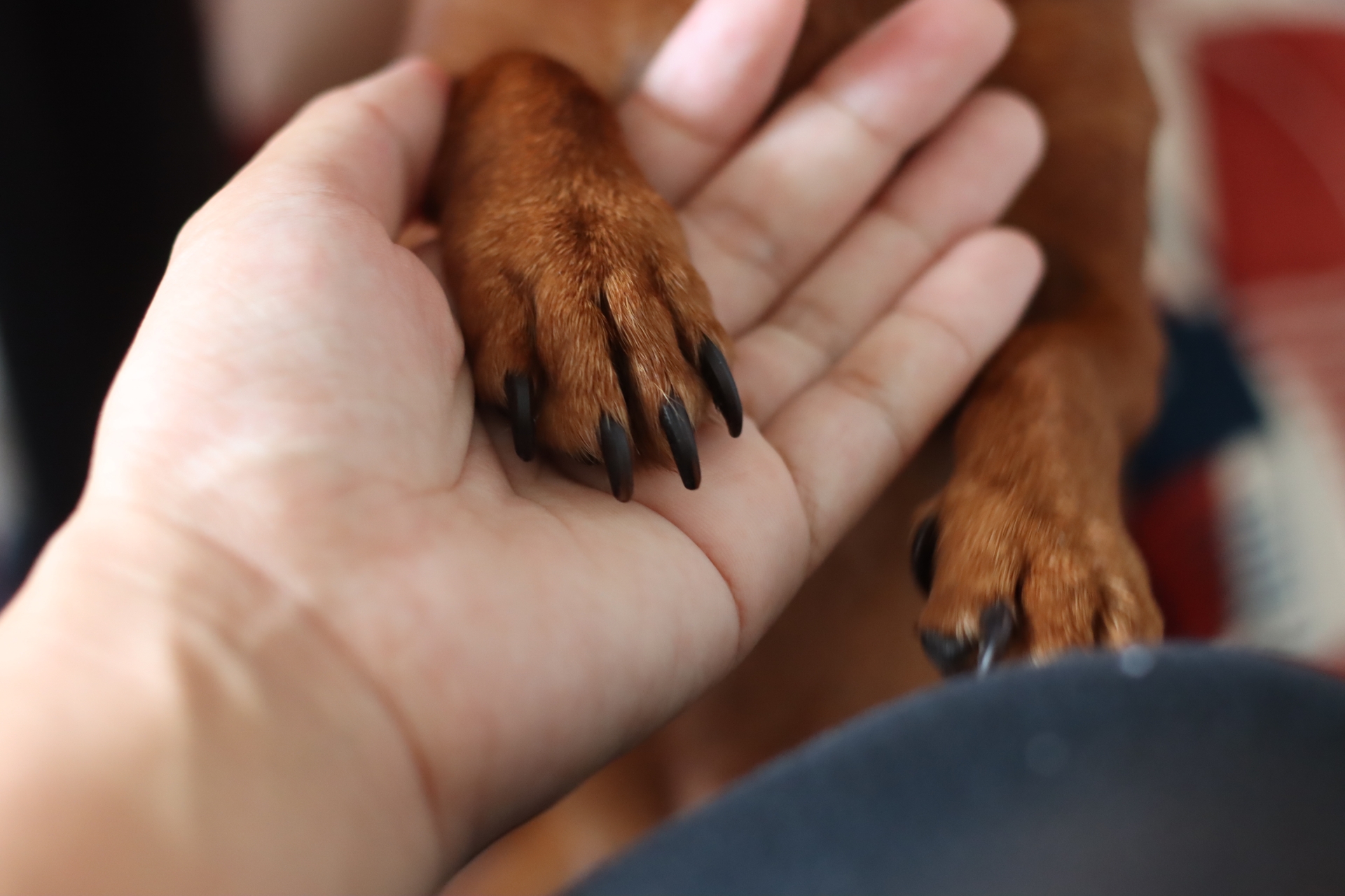 人の手に足を乗せる犬