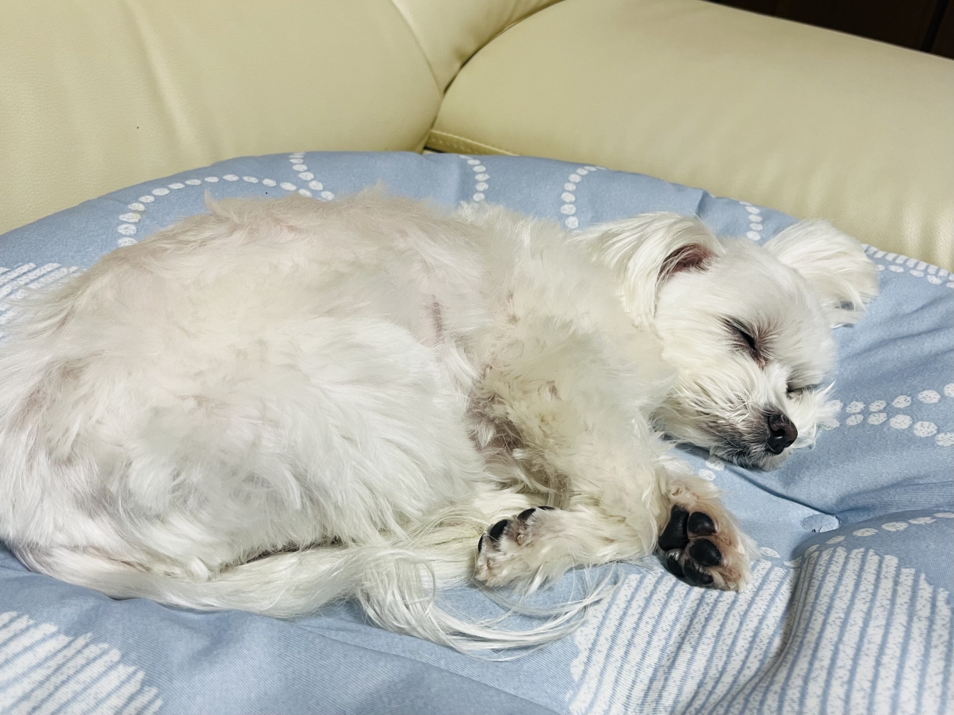 ソファで横になる白い犬