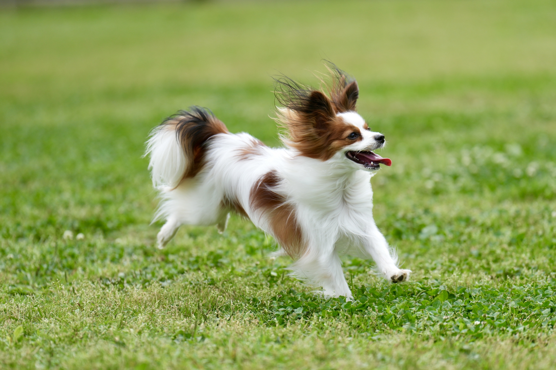 ドッグランを走るパピヨン