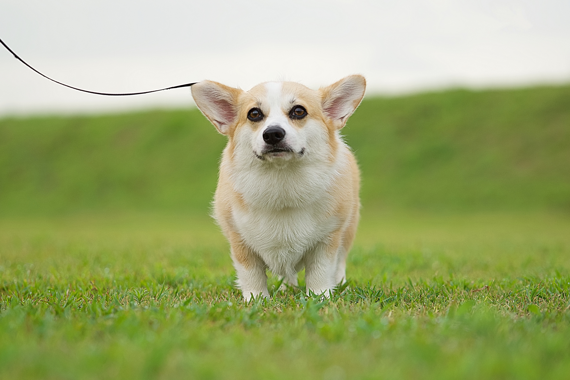 散歩中のウェルシュコーギー