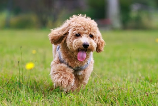 芝生をかけるトイプードル