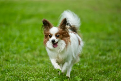 芝生をかける犬