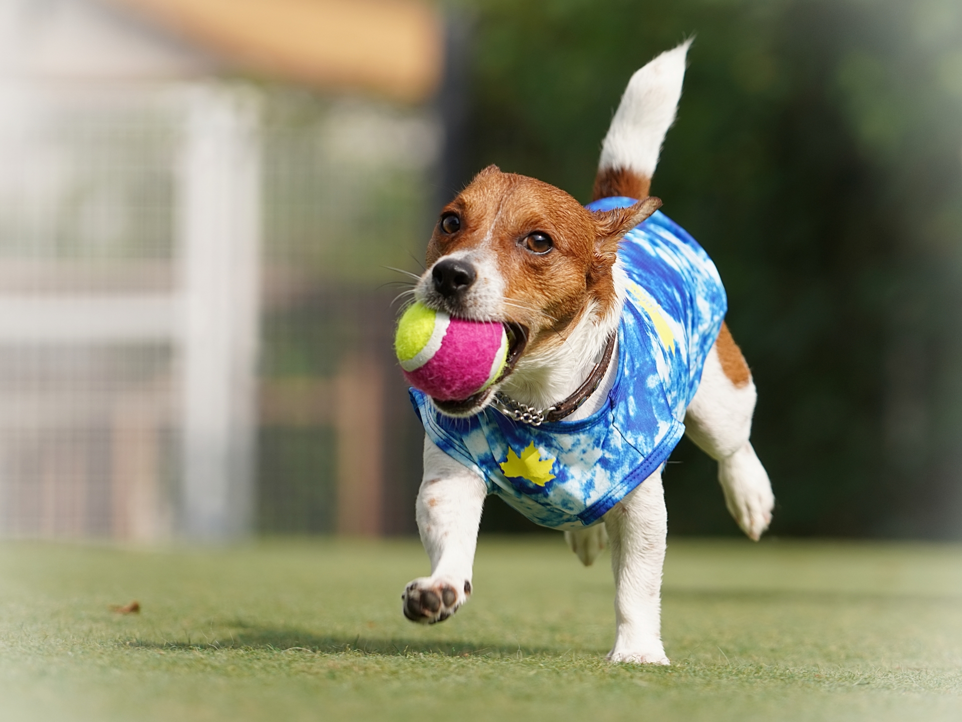 走るジャックラッセルテリア