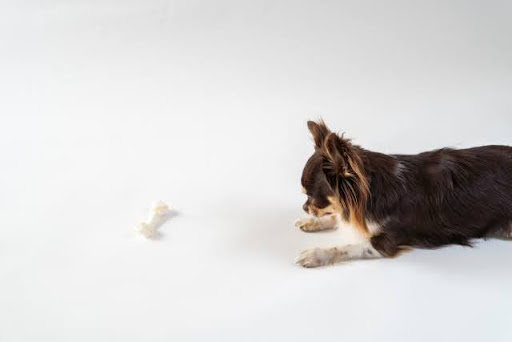 骨ガムを見つめるチワワ