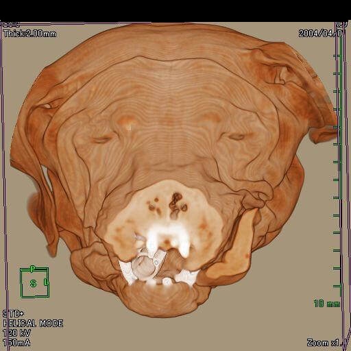11歳 ラブラドール・レトリバー 鼻鏡扁平上皮癌CT画像