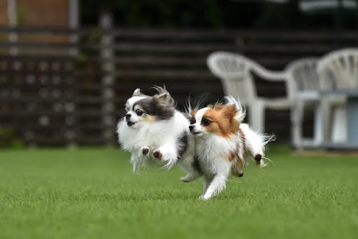 ドッグランをかける2匹のチワワ