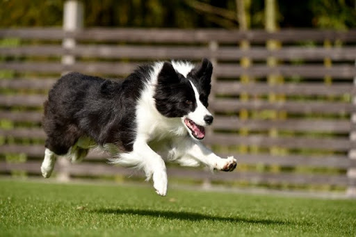 ドッグランをかける犬