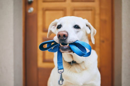 リードをくわえて待つ犬