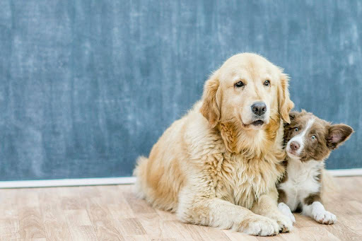 寄り添う2匹の犬
