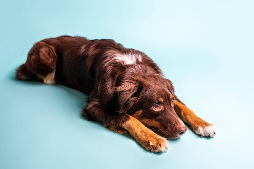 床に伏せている犬