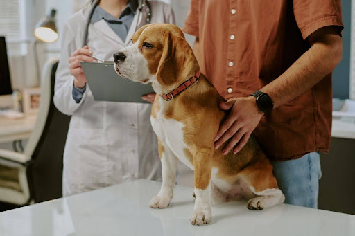 診察台の上にのって診察を受ける犬