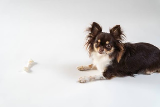 骨ガムの横に伏せるチワワ
