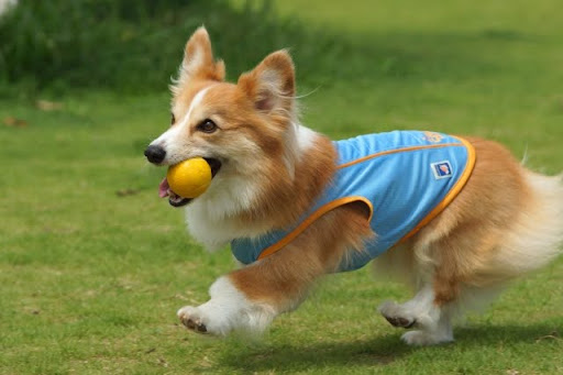 ボールをくわえて走り回るコーギー