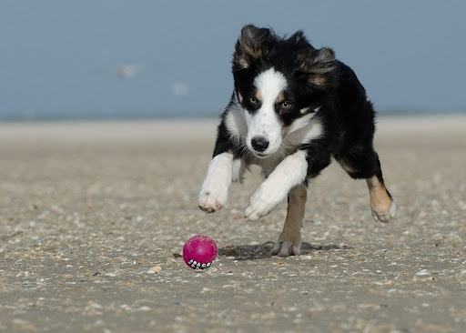 ボールを追いかけて走る犬
