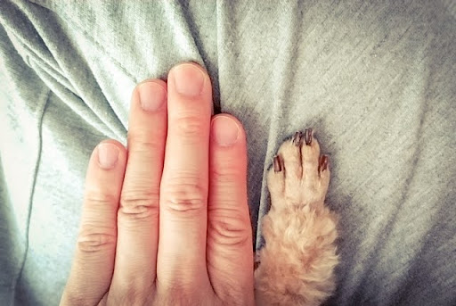 人と手を並べる犬