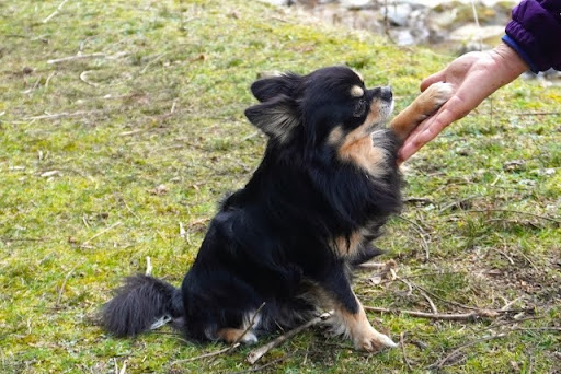 人にお手をする犬