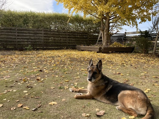 公園で伏せている犬