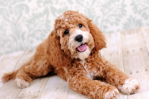 木の床で寝そべる犬