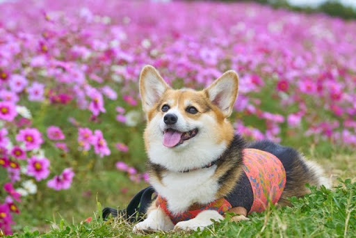 花畑の中で寝そべるコーギー