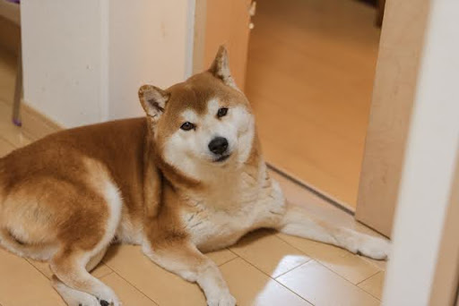 ドアの前でくつろぐ柴犬