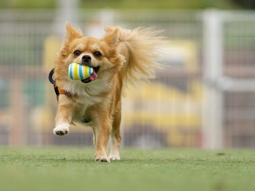 ボールをくわえて走るチワワ