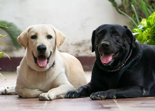 並んで伏せるレトリーバー