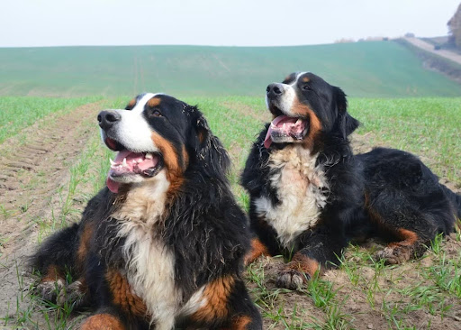 外で並んで座るバーニーズ