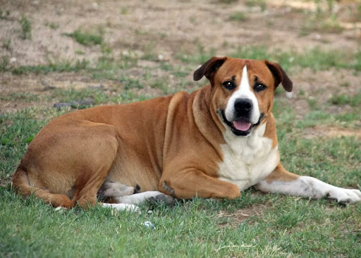 草むらで伏せる犬