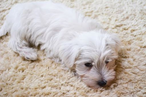 カーペットに横たわる白い犬