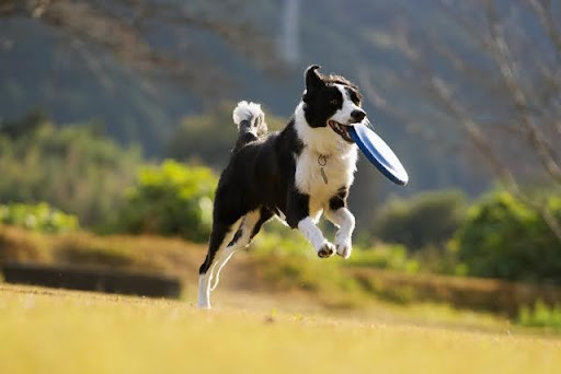 フリスビーで遊ぶボーダーコリー